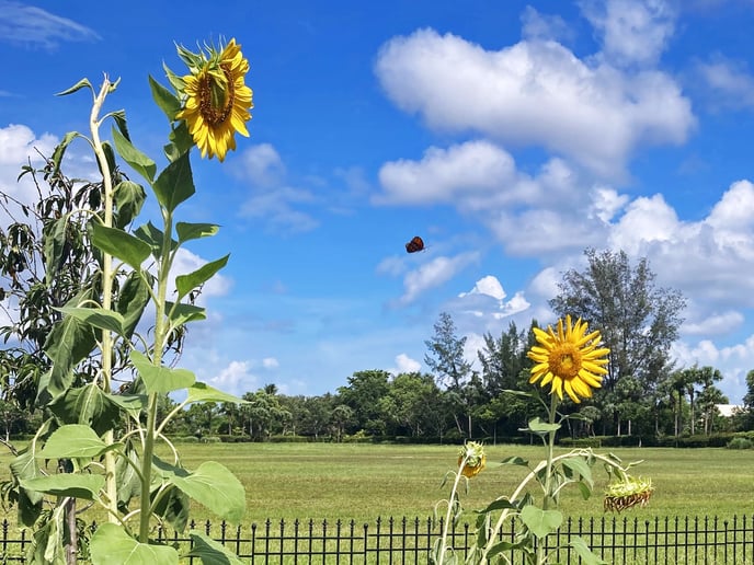 f09f909b-oh-how-time-flies-f09f8cb8e28fb1efb88ff09f8cbcf09f8cbf